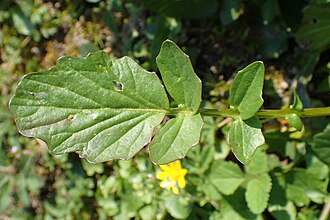 Barbarea vulgaris