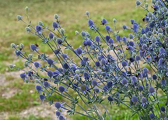 Eryngium planum