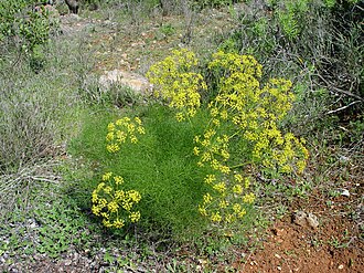 Foeniculum vulgare Plant