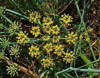 Foeniculum vulgare Flower