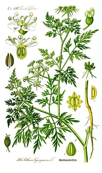 Aethusa cynapium botanical illustration