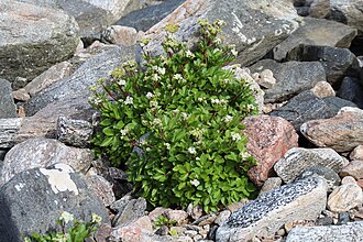 Ligusticum scoticum plant