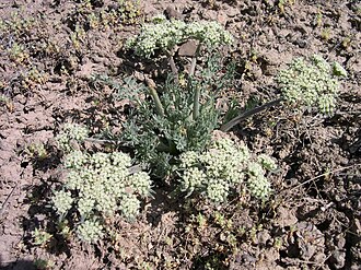 Lomatium macrocarpum Plant