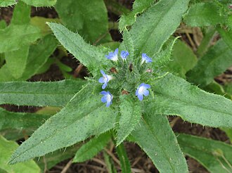 small bugloss
