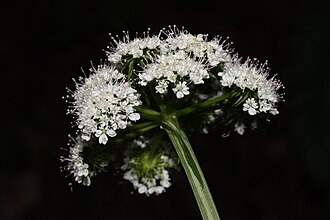 Oenanthe sarmentosa flower