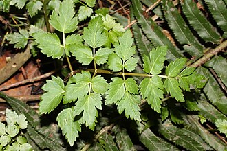 Oenanthe sarmentosa leaf