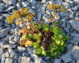 Ligusticum scoticum plant